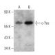 Yes Antibody (B-11) - Western Blotting - Image 356286