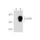 C12orf29 Antibody (A-7) - Western Blotting - Image 290819