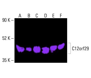 C12orf29 Antibody (D-9) - Western Blotting - Image 415772 
