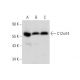 C12orf4 Antibody (E-12) - Western Blotting - Image 319303 