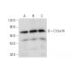 C12orf4 Antibody (E-12) - Western Blotting - Image 319624