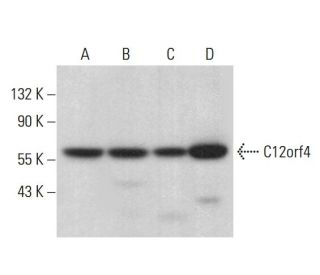C12orf4 Antibody (E-12) - Western Blotting - Image 377757 