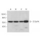 C12orf4 Antibody (E-12) - Western Blotting - Image 377757 