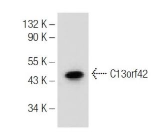 C13orf42 Antibody (B-4) - Western Blotting - Image 153959 