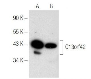 C13orf42 Antibody (E-3) - Western Blotting - Image 151565 