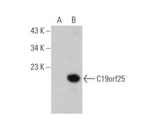 C19orf25 Antibody (B-7) - Western Blotting - Image 346546 