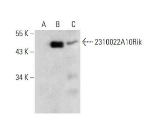 C19orf47 Antibody (H-5) - Western Blotting - Image 299215