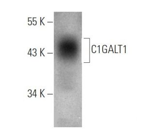 C1GALT1 Antibody (F-31) - Western Blotting - Image 368234 