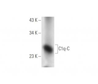 C1q-C Antibody (A-12) - Western Blotting - Image 305681 