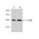 C1QBP Antibody (1.T.22) - Western Blotting - Image 376593 