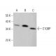 C1QBP Antibody (1.T.22) - Western Blotting - Image 377656