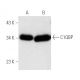 C1QBP Antibody (60.11) - Western Blotting - Image 5039