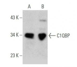 C1QBP Antibody (60.11) - Western Blotting - Image 356346 