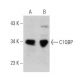 C1QBP Antibody (60.11) - Western Blotting - Image 356346 