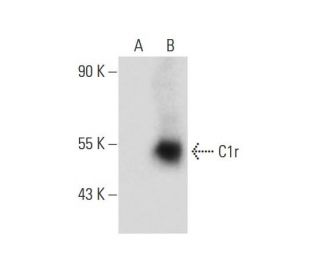 C1r Antibody (F-1) - Western Blotting - Image 135209