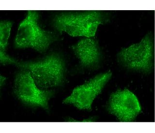 C1s Antibody (D-6) - Immunofluorescence - Image 145187 