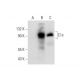 C1s Antibody (D-6) - Western Blotting - Image 139057 