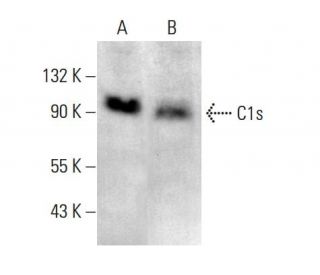 C1s Antibody (D-6) - Western Blotting - Image 377011SAM Transcription Activation: SAM system utilizing dCas9-VP64, MS2-P65-HSF1, and sgRNA for precise gene transcription activation.