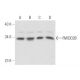 RWDD2B Antibody (D-4) - Western Blotting - Image 320910