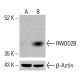 RWDD2B Antibody (D-4) - Western Blotting - Image 415669