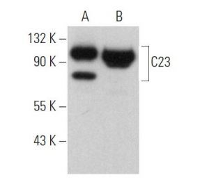 C23 (Nucleolin) Antibody (D-6) - Western Blotting - Image 373035 