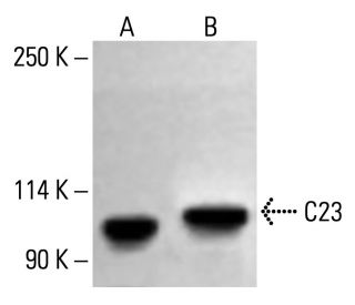 C23 (Nucleolin) Antibody (MS-3) - Western Blotting - Image 412240