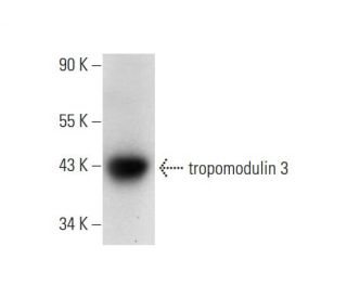 tropomodulin 3 Antibody (E-3) - Western Blotting - Image 70339 