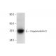 tropomodulin 3 Antibody (E-3) - Western Blotting - Image 70339 