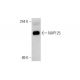 NAP125 (N-12): sc-161124. Western blot analysis of NAP125 expression in C2C12 whole cell lysate.