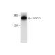 C2orf73 Antibody (F-1) - Western Blotting - Image 314096 