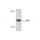 MRG1 (H-220): sc-25375. Western blot analysis of MRG1 expression in C32 nuclear extract.
