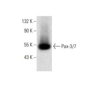 Pax-3/7 Antibody (B-5) - Western Blotting - Image 145521 