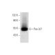 Pax-3/7 Antibody (B-5) - Western Blotting - Image 145521 