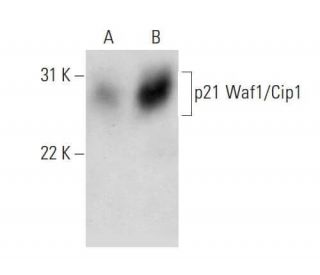 C32 + PMA nuclear extract: sc-2137. Western blot analysis of...