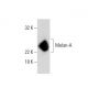 Melan-A Antibody (D-1) - Western Blotting - Image 135904