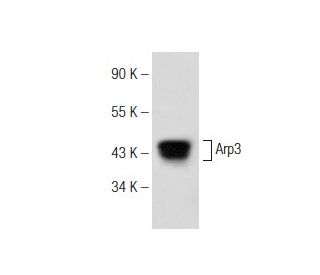 Arp3 Antibody (B-1) - Western Blotting - Image 149005 