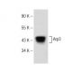Arp3 Antibody (B-1) - Western Blotting - Image 149005 