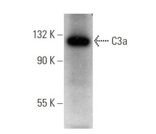 C3a Antibody (D17/1) - Western Blotting - Image 354384 