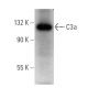 C3a Antibody (D17/1) - Western Blotting - Image 354384 