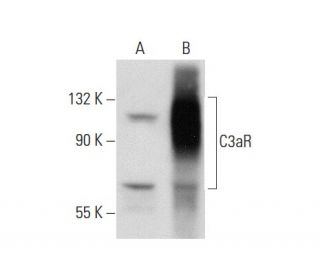 C3aR Antibody (17) - Western Blotting - Image 61840