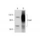 C3aR Antibody (17) - Western Blotting - Image 61840