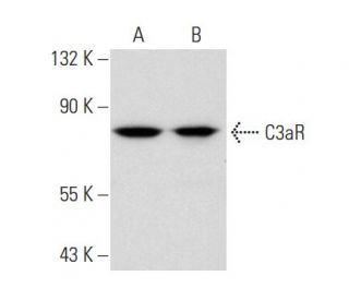 C3aR Antibody (D-12) - Western Blotting - Image 82650
