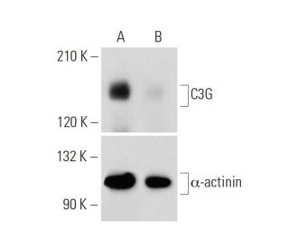 C3G (G-9): sc-393836: Western blot analysis of C3G expression in non-transfected HEK 293T (A) and puromycin treated, C3G C