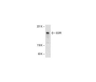 C3H/10T1/2 Cell Lysate: sc-3801. Western blot analysis of EGFR expression... 