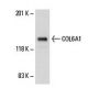C3H/10T1/2 Cell Lysate: sc-3801. Western blot analysis of COL6A1 expression...
