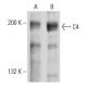C4 Antibody (16D2) - Western Blotting - Image 32850