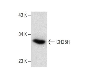c4 Whole Cell Lysate: sc-364186. Western blot analysis of CH25H... 