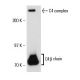 C4β Antibody (D-12) - Western Blotting - Image 17730 