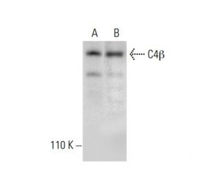 C4&beta; Antibody (D-12) - Western Blotting - Image 301398 