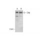 C4β Antibody (D-12) - Western Blotting - Image 301398 